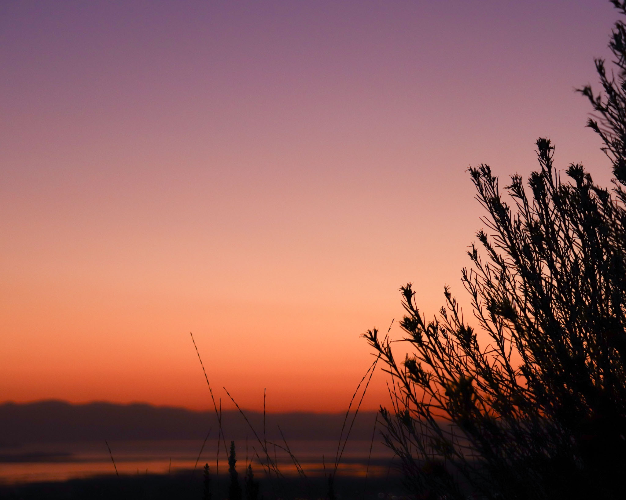 silhouetted brush against an clear orange to purple sunset sky